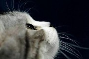 娱乐吃瓜酱剪猫,揭秘“剪猫”背后的故事与真相